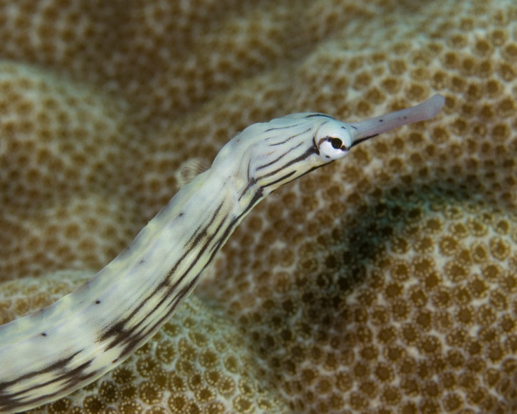 pipefish