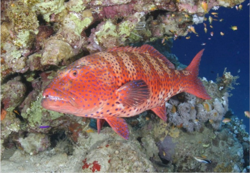 red_fish