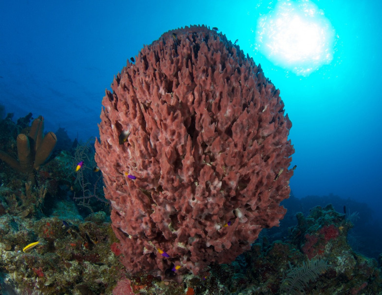 Barrel_Sponge_337