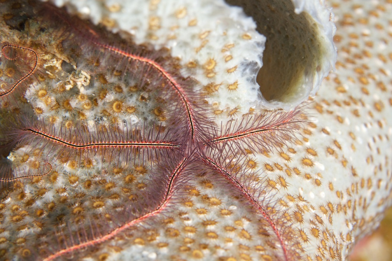 Brittle_star_289