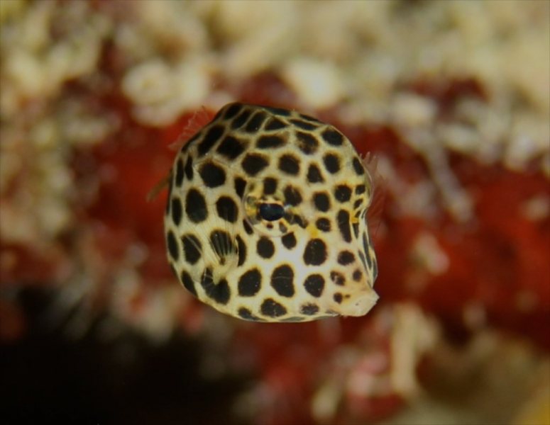 Juve_Trunkfish_263