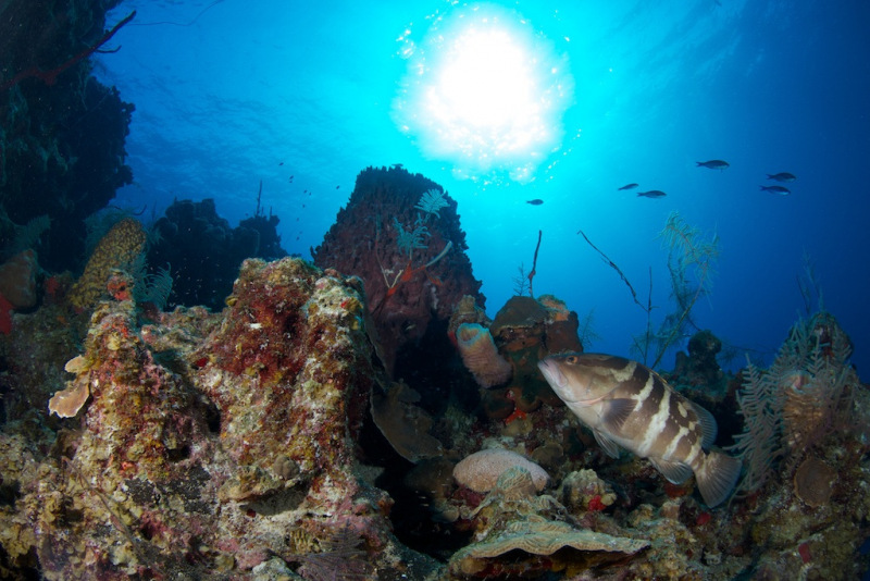 Nassau_Grouper_wide_244