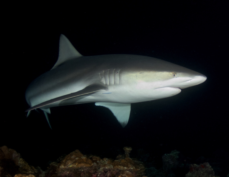 Night_Galapagos_Shark_1