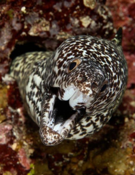 Spotted_Moray_245