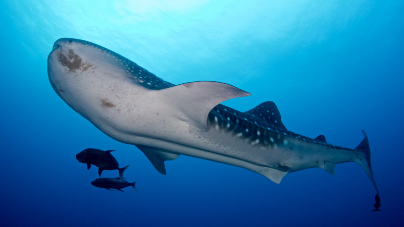 Under_Whale_Shark