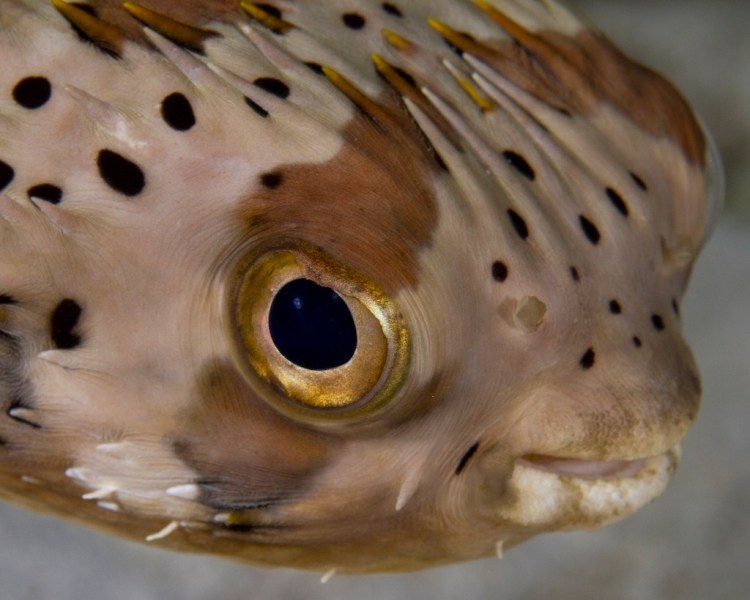 balloonfish_close12-18