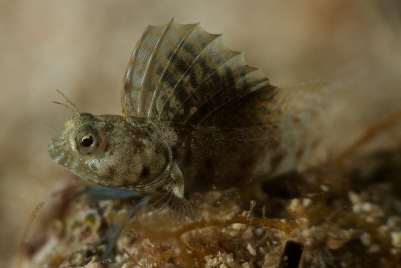 female_sailfin_blenny_241