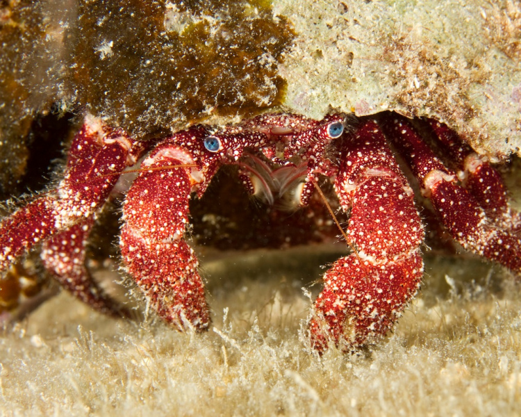 hermit_crab12-18