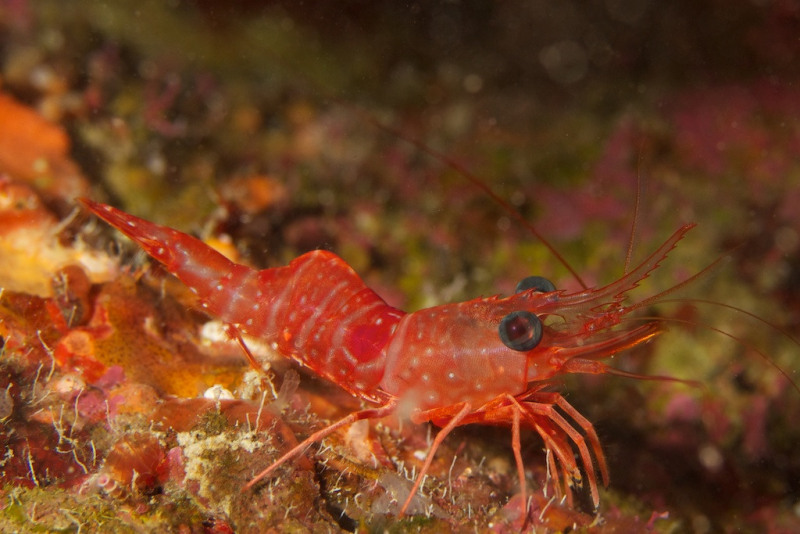 red_shrimp_271