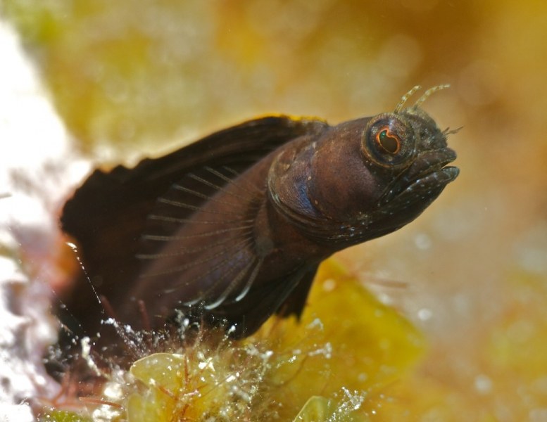 sailfin_blenny_276