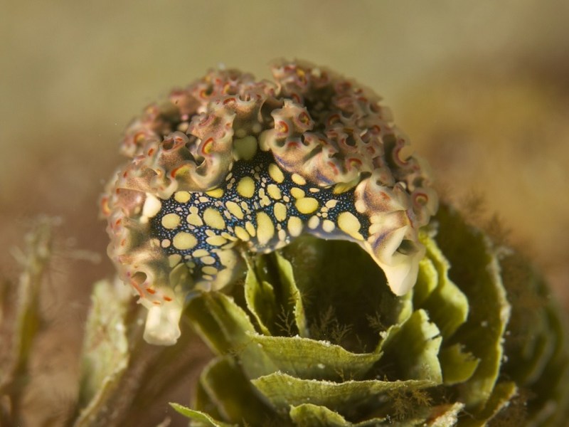 sea_lettuce_255