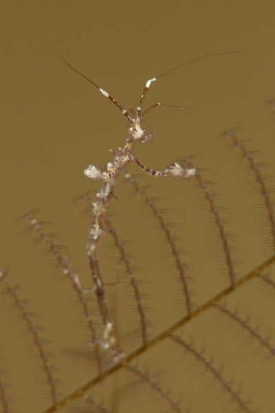 skeleton_shrimp_priest_2_298