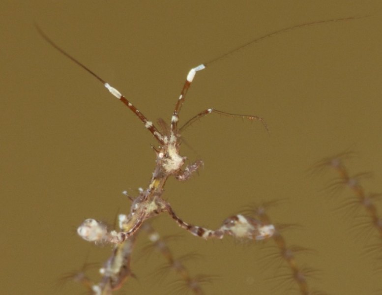 skeleton_shrimp_priest_head_299